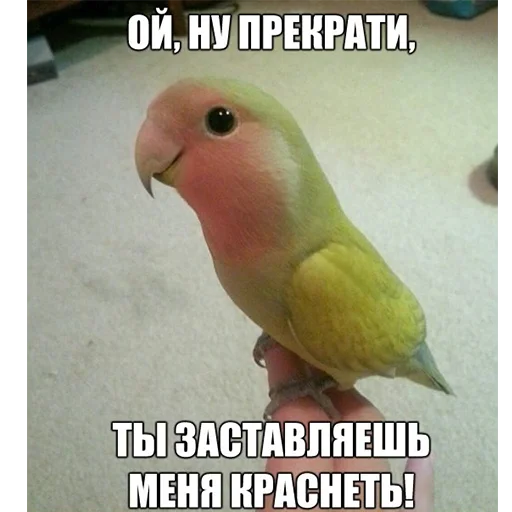 Sticker ПОПУГИ - 7