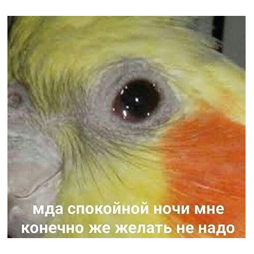 Sticker ПОПУГИ - 2