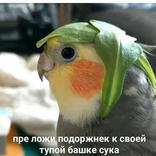 Sticker ПОПУГИ - 1