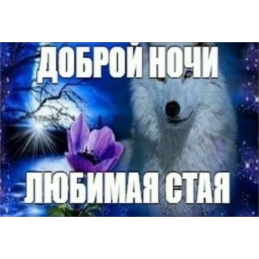 Sticker pacanyachie - 1