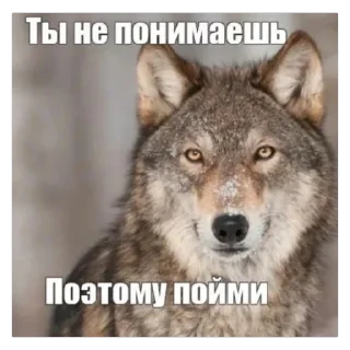 Sticker ксайлисовские стикеры - 6