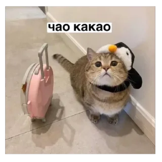 Sticker ксайлисовские стикеры - 5