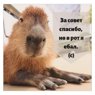 Sticker ксайлисовские стикеры - 8