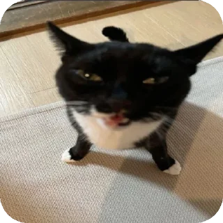 Sticker мем коты😘🤡🥰😎 - 10