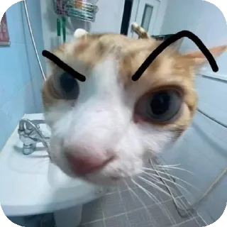 Sticker мем коты😘🤡🥰😎 - 4