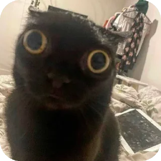 Sticker мем коты😘🤡🥰😎 - 11