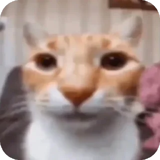 Sticker мем коты😘🤡🥰😎 - 1