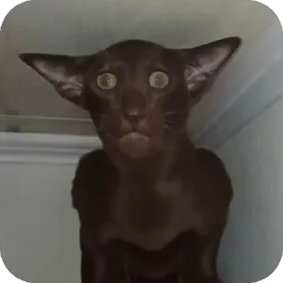 Sticker мем коты😘🤡🥰😎 - 3