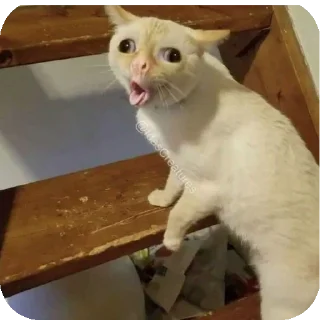 Sticker мем коты😘🤡🥰😎 - 5