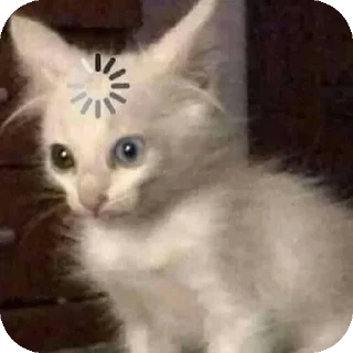 Sticker мем коты😘🤡🥰😎 - 7