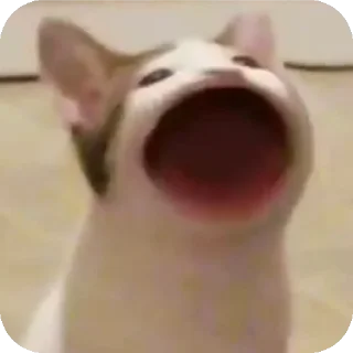 Sticker мем коты😘🤡🥰😎 - 6