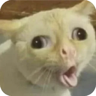 Sticker мем коты😘🤡🥰😎 - 9