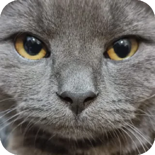 Sticker мем коты😘🤡🥰😎 - 2