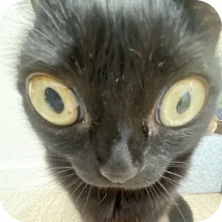 Стикер Создано в @sozdsti_bot - 7