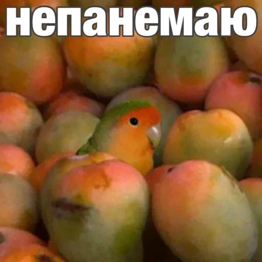 Стикер pack182_stick4gram - 1