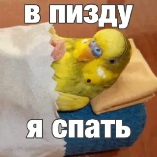 Sticker попугай мемы | @Stick4Gram - 7