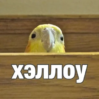 Sticker попугай мемы | @Stick4Gram - 10
