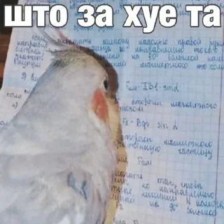 Sticker попугай мемы | @Stick4Gram - 1