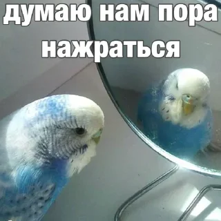Sticker попугай мемы | @Stick4Gram - 6