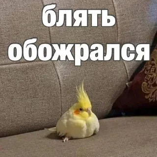 Sticker попугай мемы | @Stick4Gram - 5