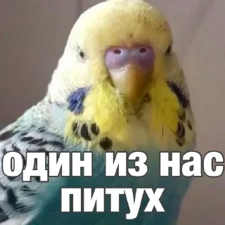 Sticker попугай мемы | @Stick4Gram - 9