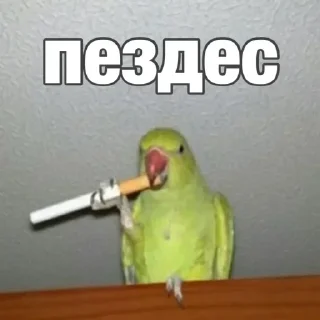 Sticker попугай мемы | @Stick4Gram - 3