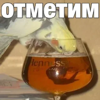 Sticker попугай мемы | @Stick4Gram - 11