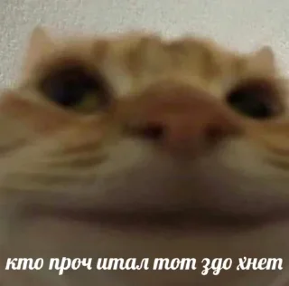 Стикер китики | @Stick4Gram - 7