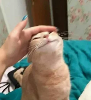 Стикер китики 2.0 | @Stick4Gram - 0