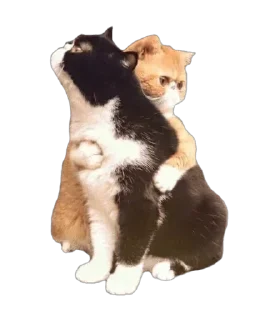 Стикер кити | @Stick4Gram - 0