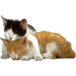 Стикер кити | @Stick4Gram - 4