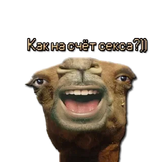 Стикер Стикеры ➡️ @DuoSticker_bot - 2