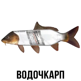 Стикер Стикеры ➡️ @DuoSticker_bot - 0
