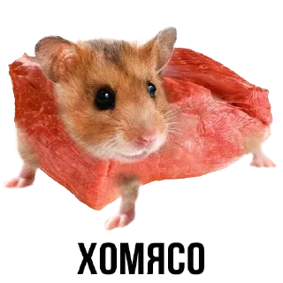 Стикер Стикеры ➡️ @DuoSticker_bot - 11