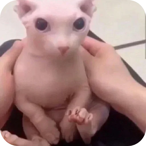 Стикер pack398_by_Stikeryrubot - 1