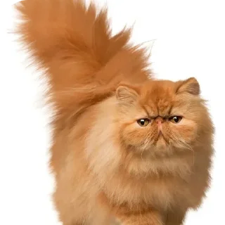 Sticker Стикеры ➡️ @Stikeryrubot - 8