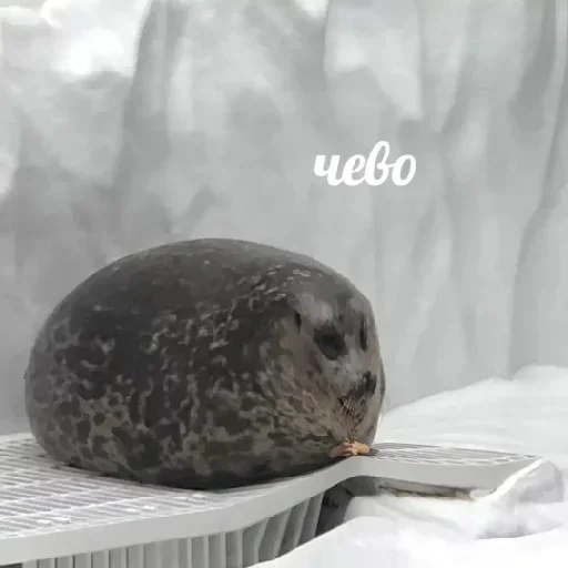 Sticker pack771_by_DuoSticker_bot - 1