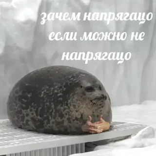 Sticker Стикеры ➡️ @DuoSticker_bot - 3