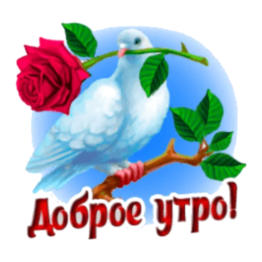 цветок роза День Святого Валентина