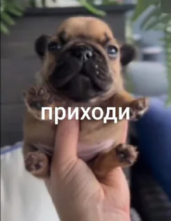 Стикер паяльник от @koroJl6_mefedrona @Ctikerubot - 11