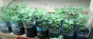 Стикер Гремучий @Ctikerubot - 10