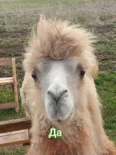 Стикер Стикеры @Ctikerubot - 1