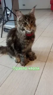 Стикер Стикеры @Ctikerubot - 5