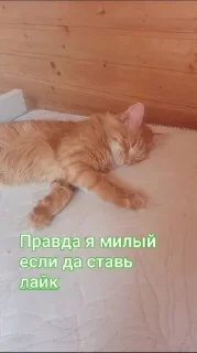 Стикер Стикеры @Ctikerubot - 0