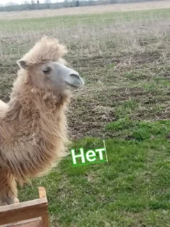 Стикер Стикеры @Ctikerubot - 4