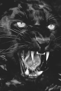 Sticker Для-Леди Огонь🔥 @Ctikerubot - 2