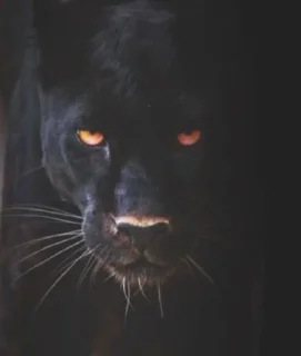 Sticker Для-Леди Огонь🔥 @Ctikerubot - 0