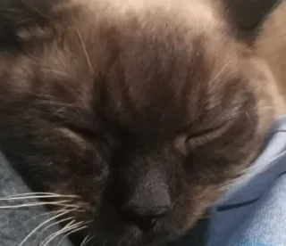 Стикер сима бог @Ctikerubot - 7