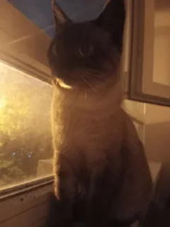 Стикер сима бог @Ctikerubot - 3