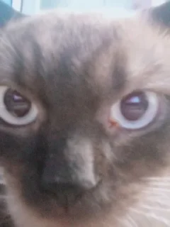 Стикер сима бог @Ctikerubot - 5